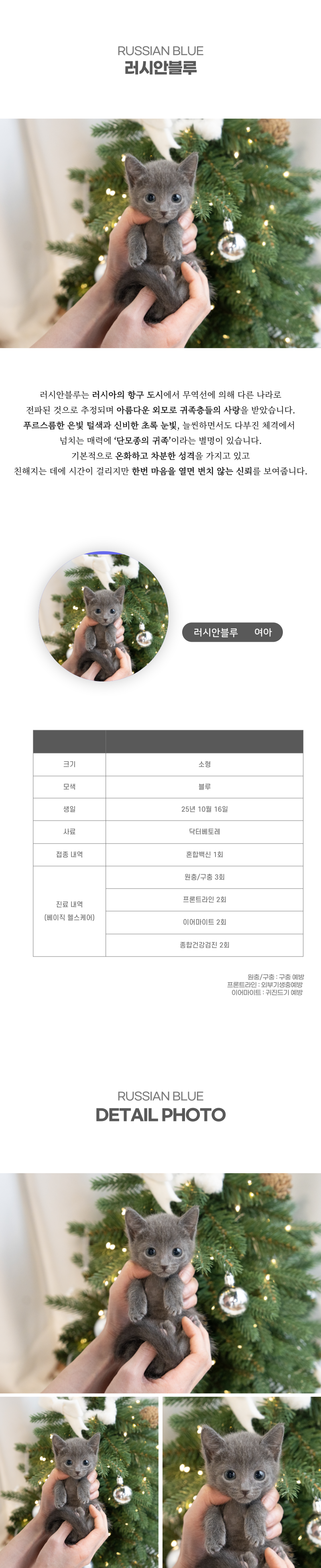 러시안블루_상세이미지_2